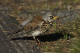 Fieldfare 